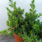Borievka pobrežná (Juniperus conferta) ´BLUE PACIFIC´ – výška 20-30 cm, kont. C3L